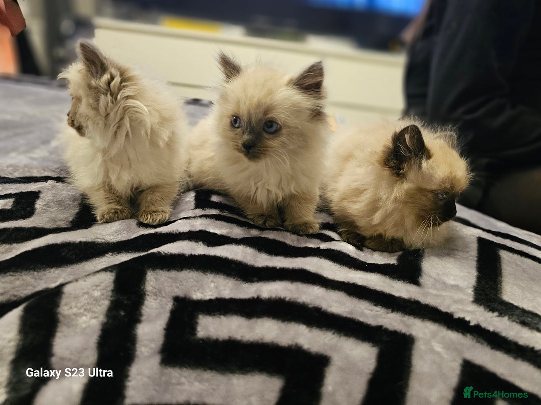 Ragdoll cats for sale: Pure breed Ragdoll  kittens  - Image 4