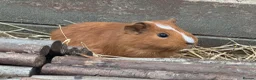 Guinea Pig rodents for sale: Guinea pigs - Advert 1