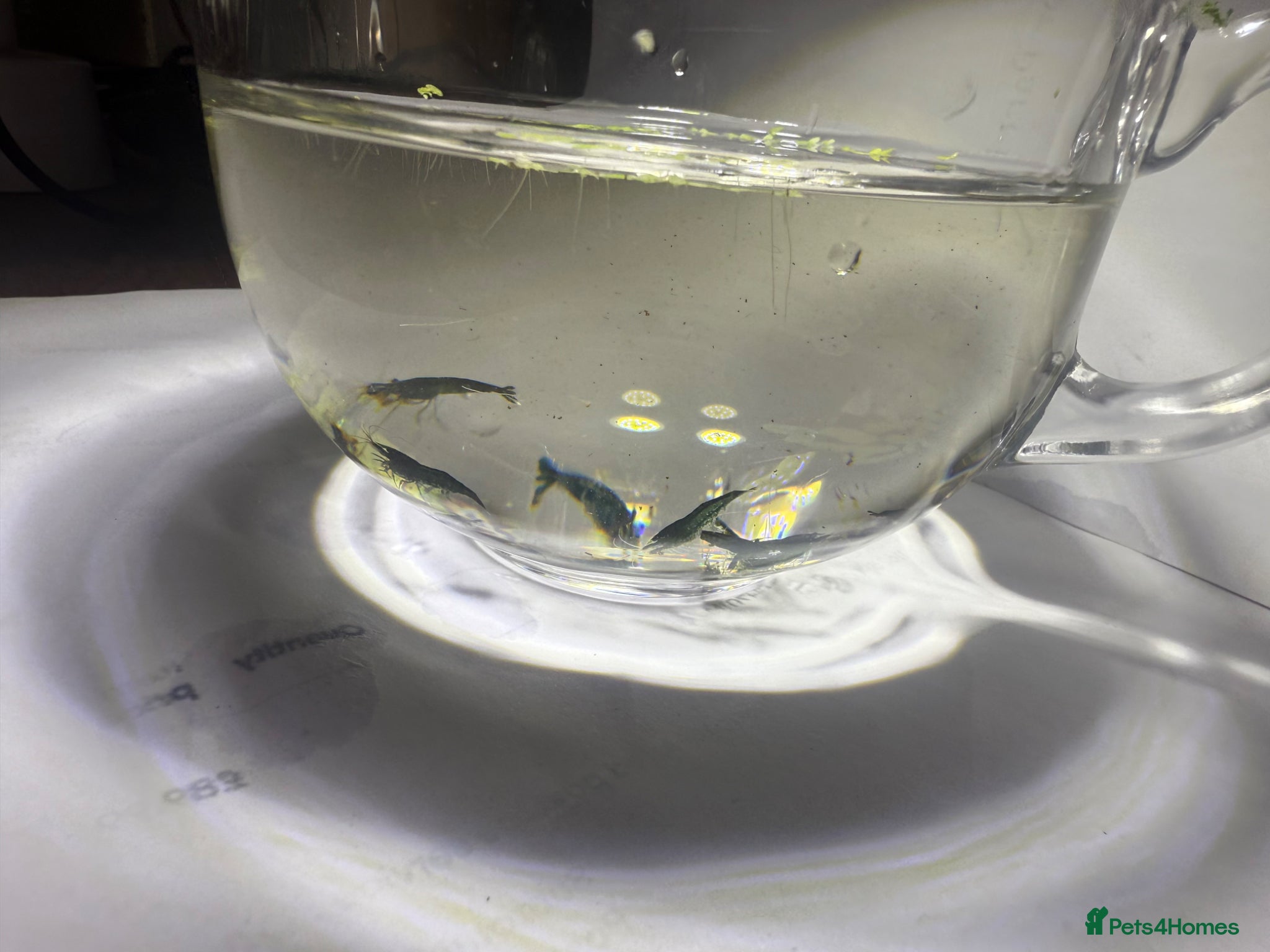 Shrimps fish for sale: Neocaridina Shrimp Green X10 in Colchester - Advert 2