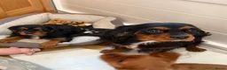 Cavalier King Charles Spaniel dogs for sale: Beautiful Ruby Boy Cavilier King Charles - Advert 1
