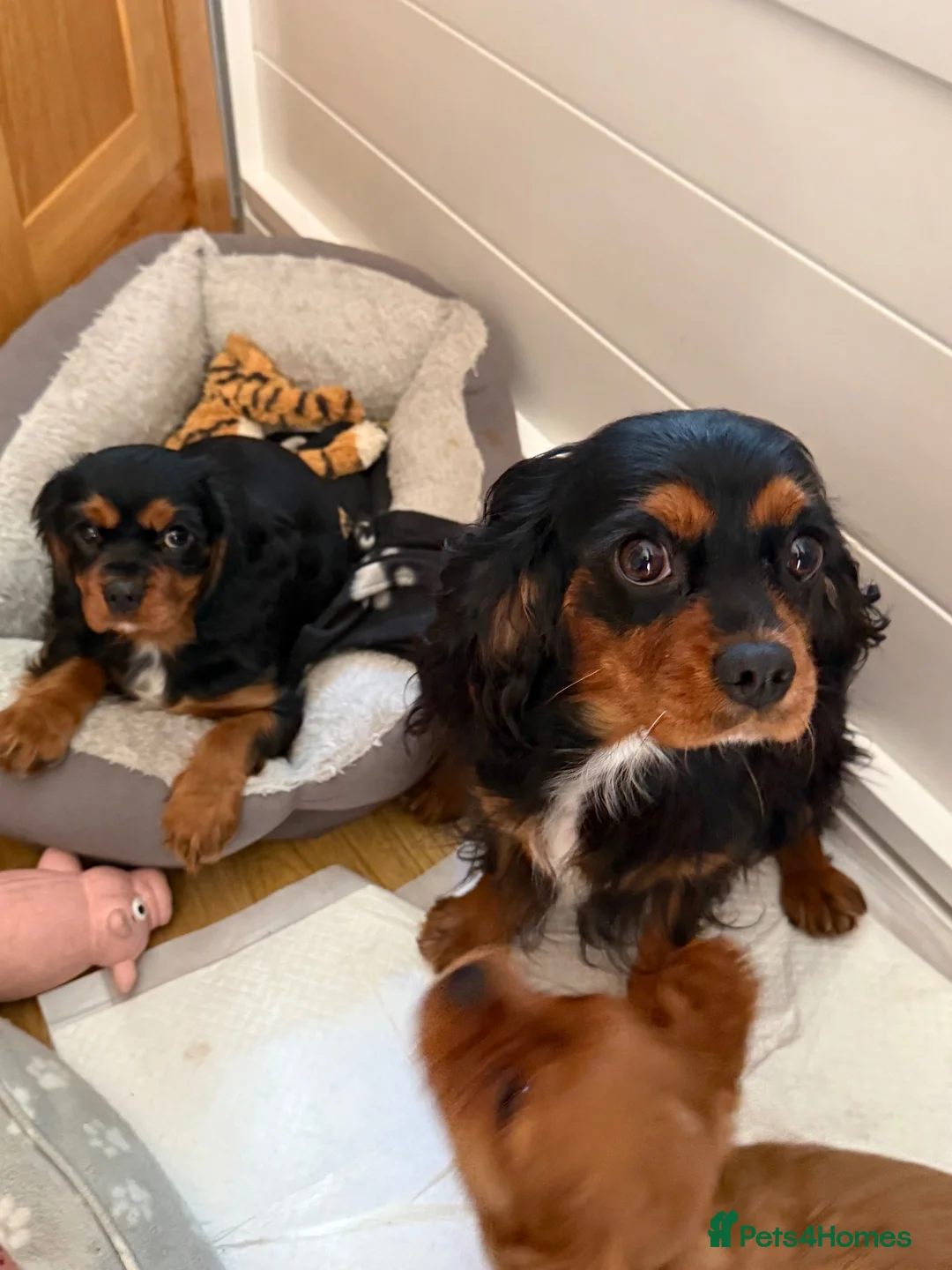 Cavalier King Charles Spaniel dogs for sale: Beautiful Ruby Boy Cavilier King Charles - Advert 1