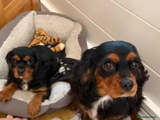 Cavalier King Charles Spaniel dogs Beautiful Ruby Boy Cavilier King Charles - Advert 15