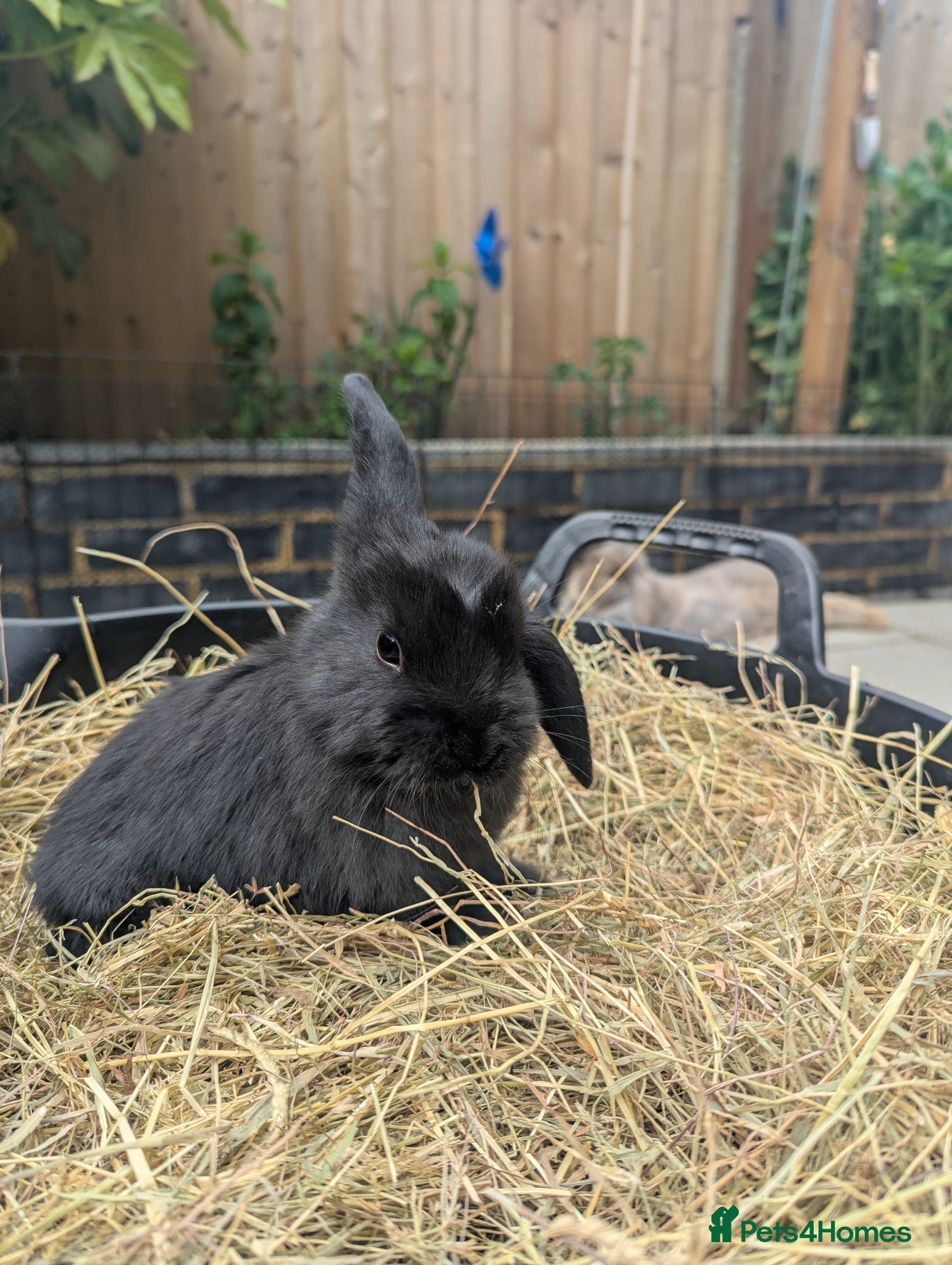 French Lop rabbits FREE French Lop/Mini Lop - Advert 9