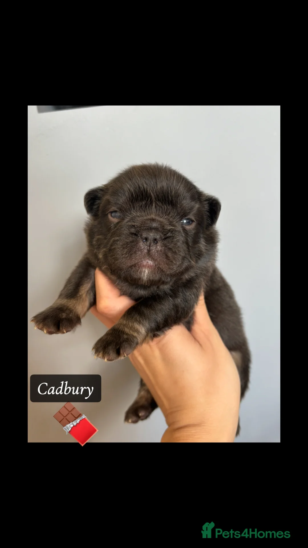 French Bulldog dogs for stud: NOODLE Choc & Tan Fluffy in Newcastle upon Tyne - Advert 8