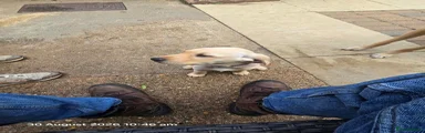 Labrador Retriever 6