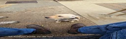 Labrador Retriever dogs for sale: Labrador puppies in Sleaford - Advert 6