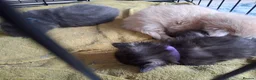 Maine Coon cats for sale: Maine Coon kittens ( 3weeks old ) - Advert 5