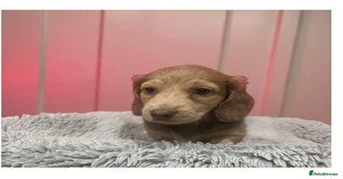 Miniature Dachshund dogs   Long haired mini dachshunds top quality  - Advert 1