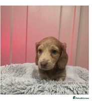 Miniature Dachshund dogs Long haired mini dachshunds top quality - Advert 1