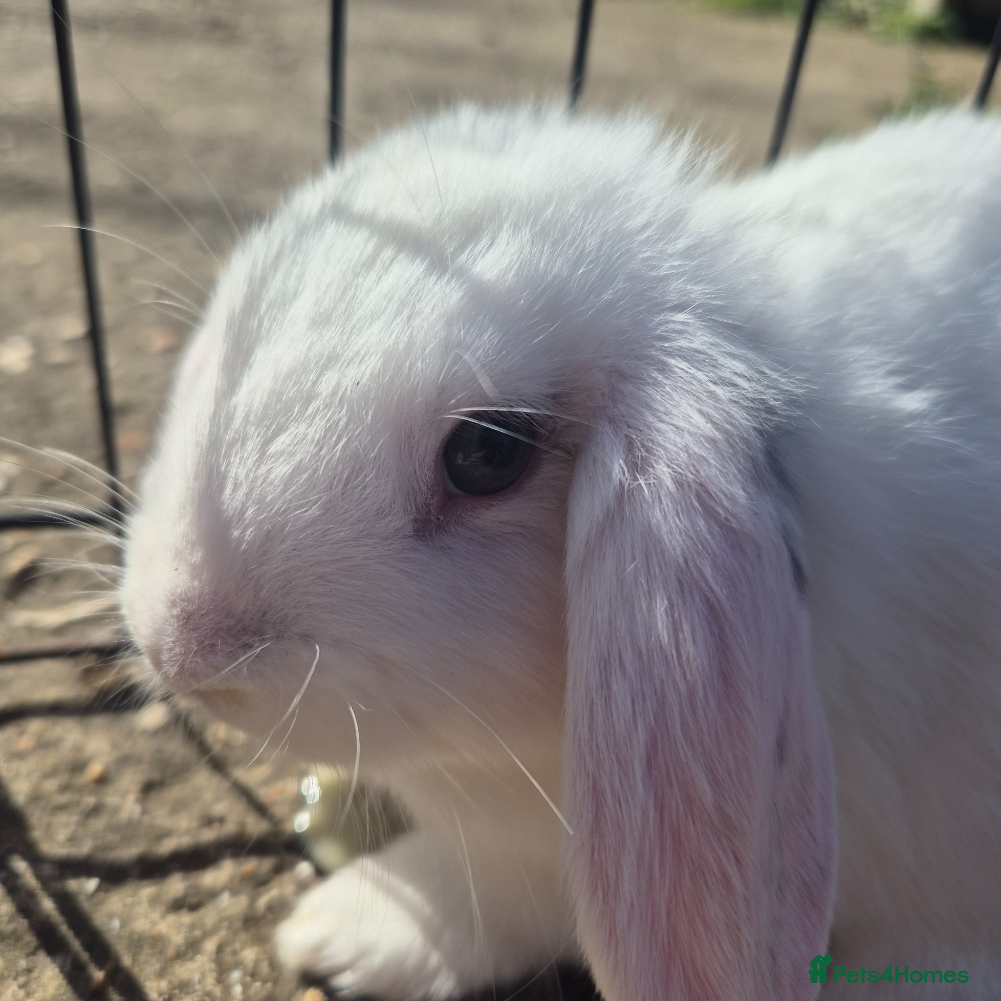 Mini Lop rabbits Gorgeous mini lop x Rex kits - Advert 3