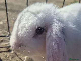 Mini Lop rabbits Gorgeous mini lop x Rex kits - Advert 1