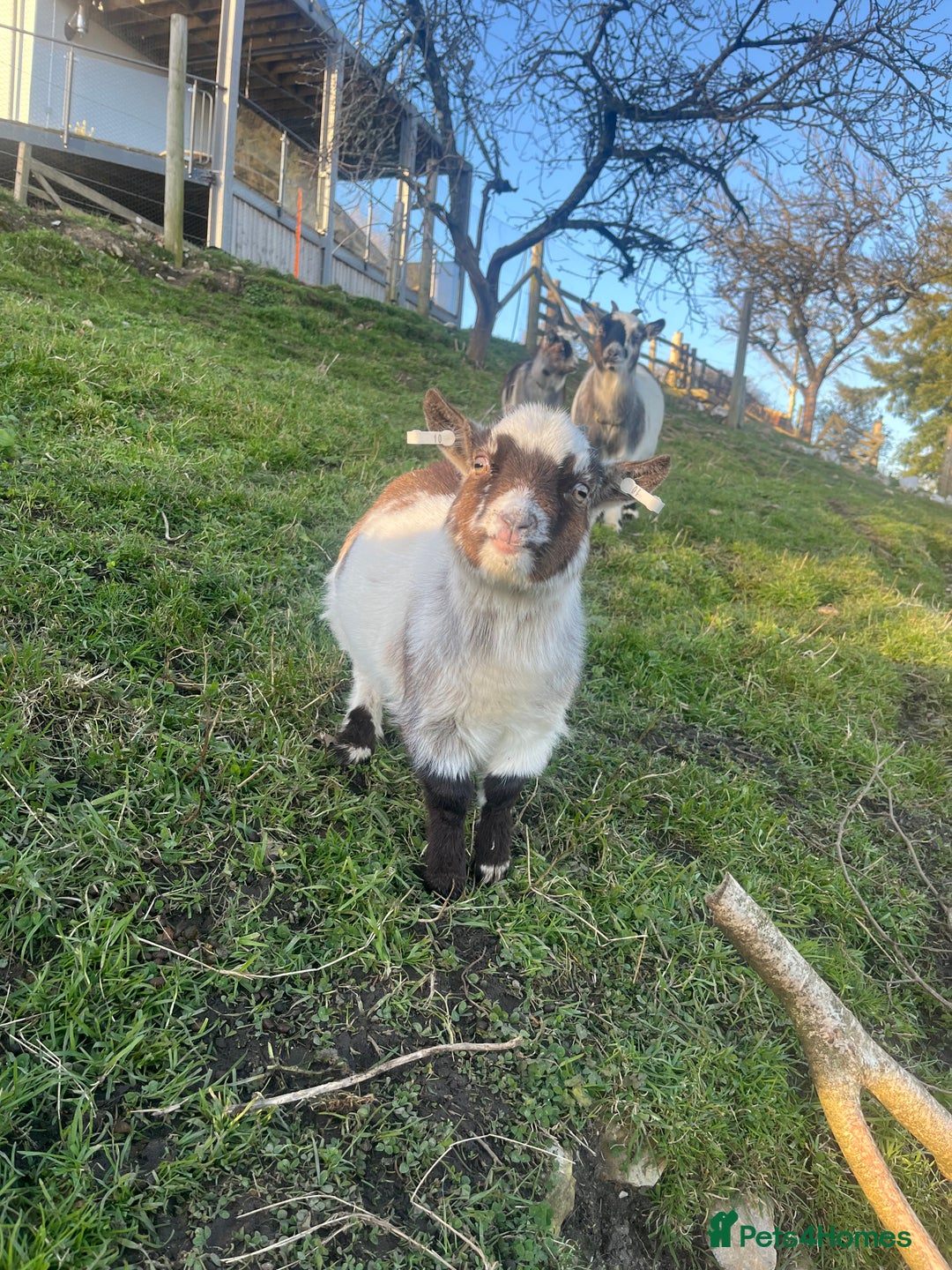 Goats livestock for sale: Pygmy goat pair for sale  - Advert 3