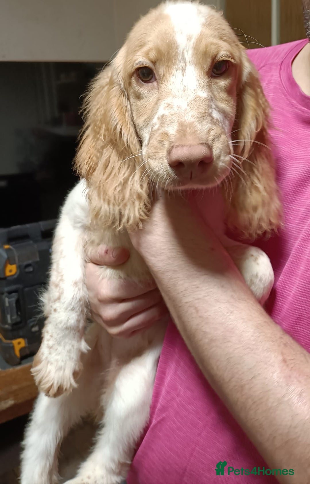 Cockapoo dogs for sale: Cockapoo F1B - Advert 2