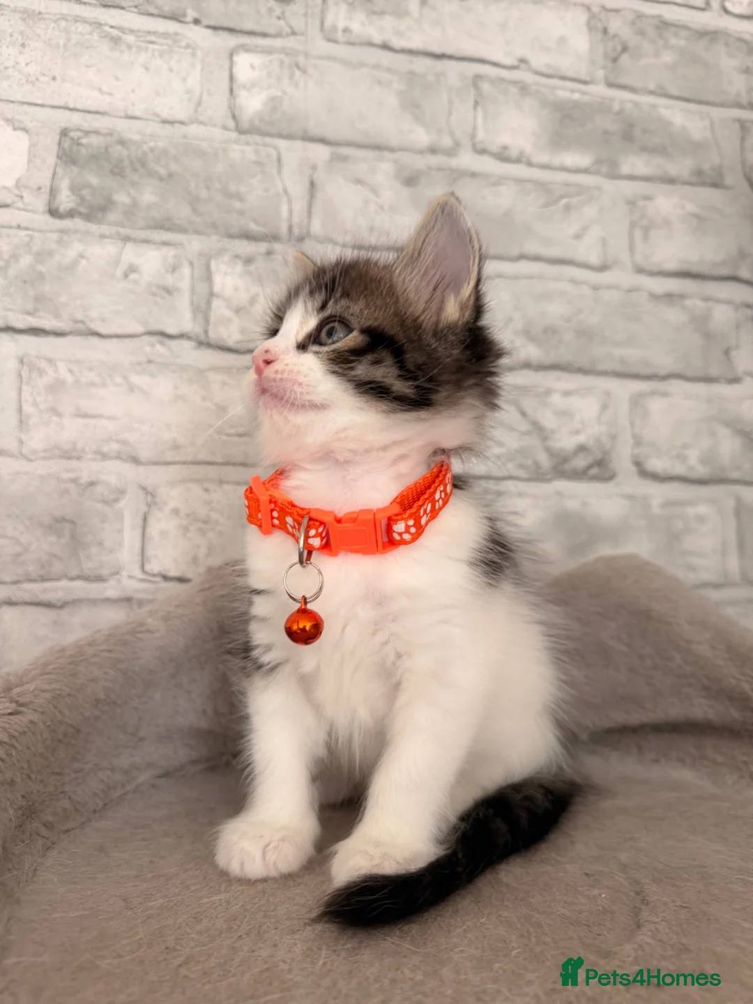 Mixed Breed cats for sale: Ragdoll X Turkish angora kittens for SALE !!! - Advert 2
