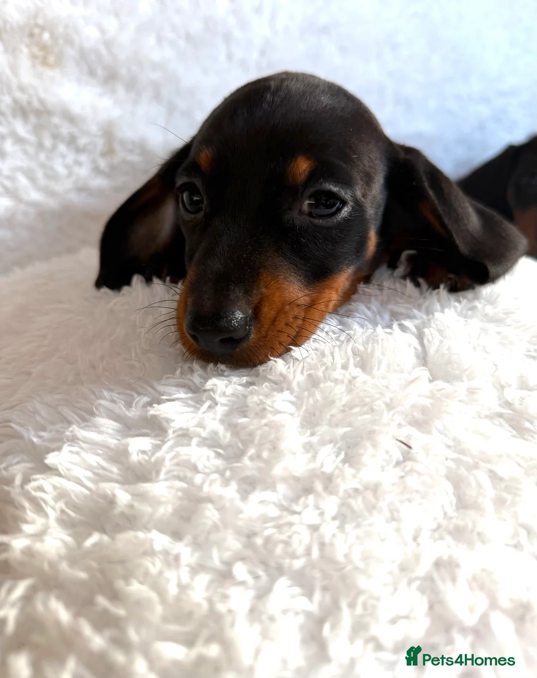 Miniature Dachshund dogs for sale: Beautiful Miniature Dachshund puppies for sale - Advert 17