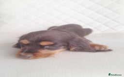 Cocker Spaniel dogs for sale: Beautiful cocker spaniel puppy’s  - Advert 16