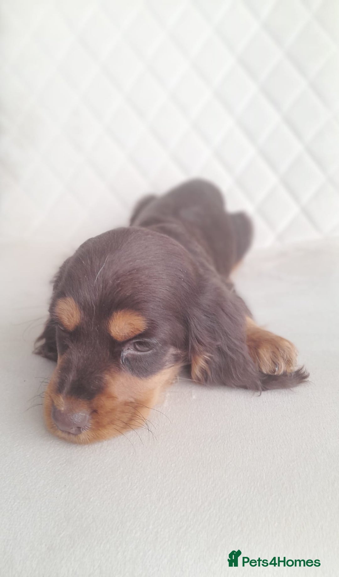 Cocker Spaniel dogs for sale: Beautiful cocker spaniel puppy’s  - Advert 16
