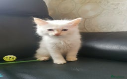 Ragdoll cats for sale: Pure breed health tested ragdoll kittens  - Image 3