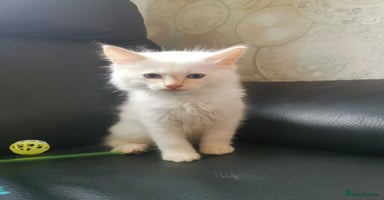 Ragdoll cats - Advert 10