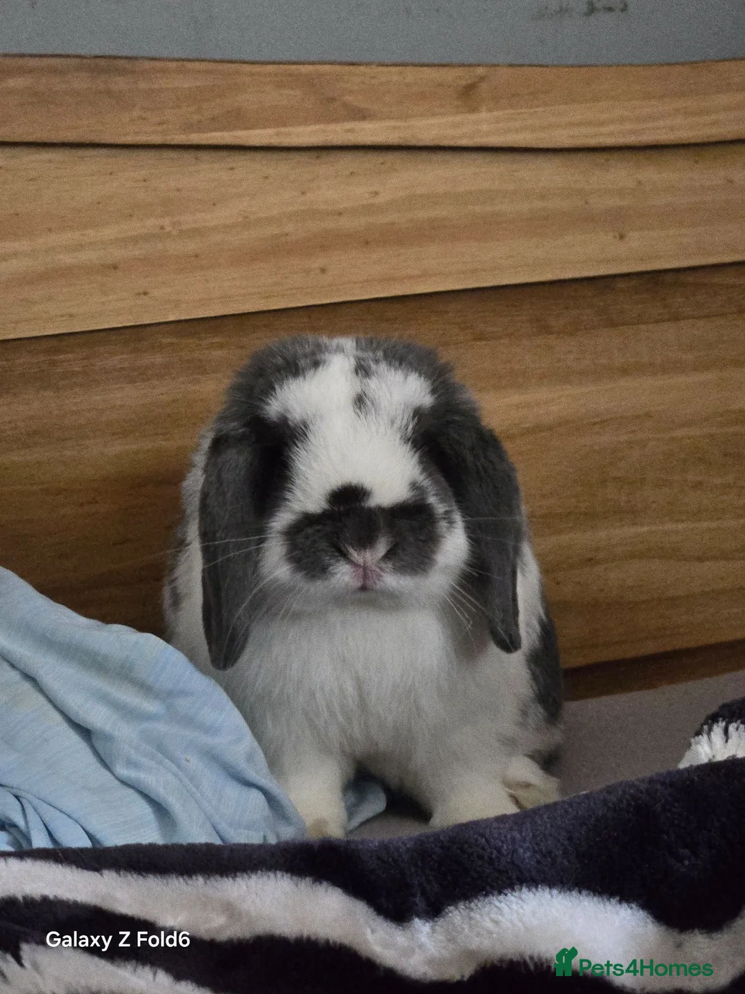 English Lop rabbits for sale: Male rabbit holland lop  in Sheffield - Advert 1