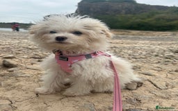 Chipoo dogs for sale: REDUCED F1 Chipoo Female Puppy - Image 2
