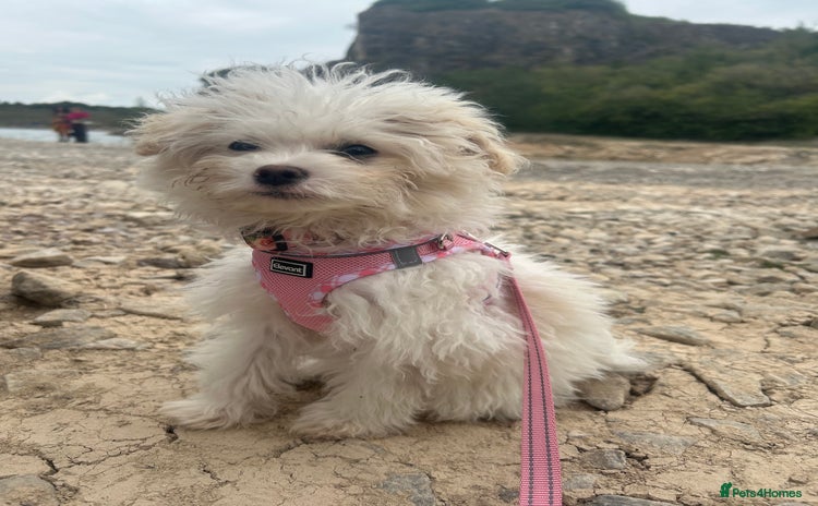 Chipoo dogs - Advert 1