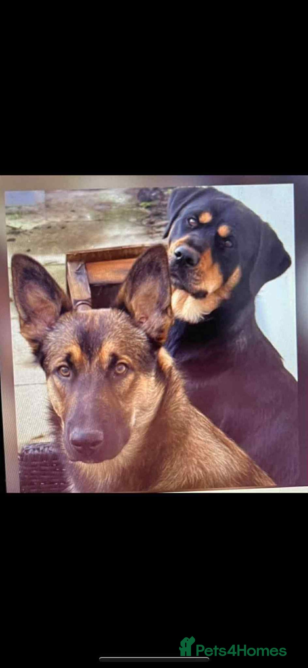 Mixed Breed dogs for sale: puppy for sale Rottweiler/German Shepherd mixed - Image 5