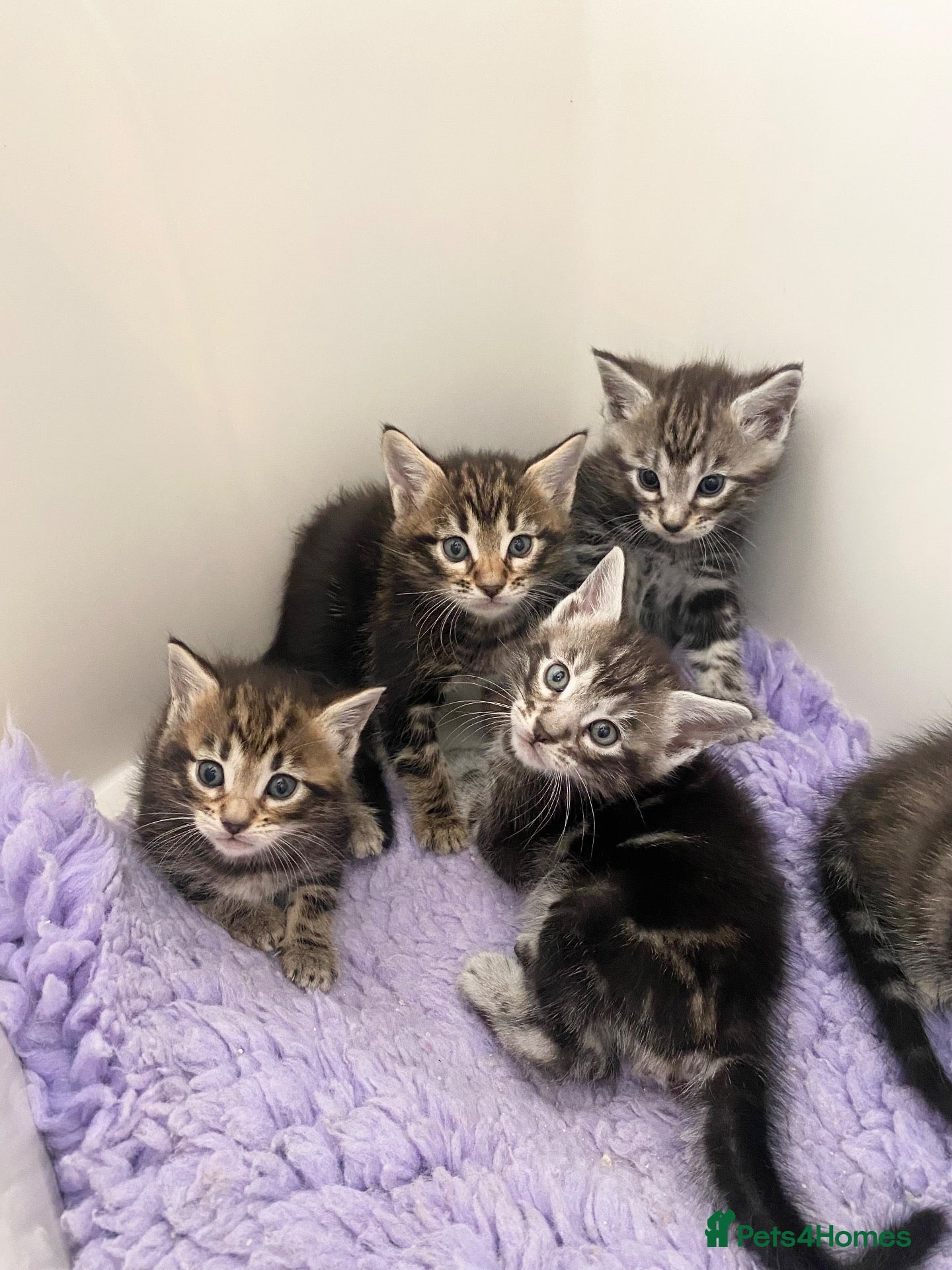 Mixed Breed cats MAINECOON X BENGAL KITTENS  - Advert 5