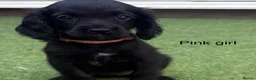 Cocker Spaniel dogs for sale: Beautiful cocker spaniel - Advert 27