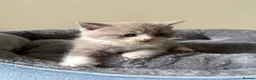 British Shorthair cats for sale: British Shorthair Kittens for Sale - Advert 21