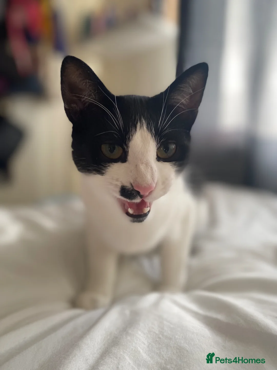 Mixed Breed cats for sale: Mr Romey!  in Grimsby - Advert 7