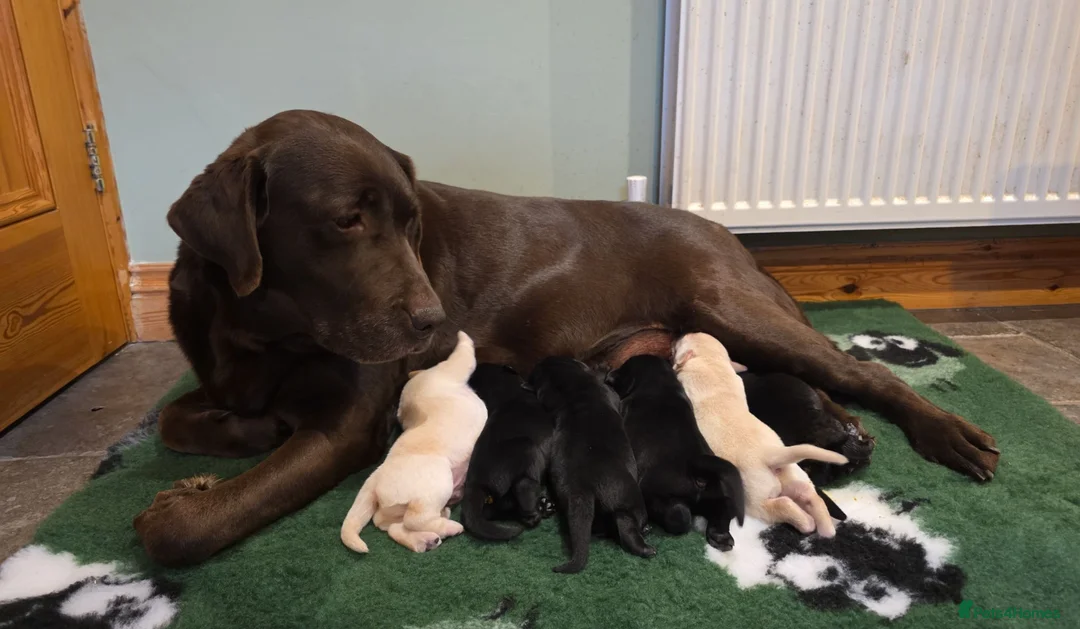Labrador Retriever dogs for sale: Labrador Puppies – KC Reg & Health Tested Lines - Advert 14