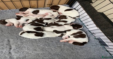 English Springer Spaniel dogs - Advert 12