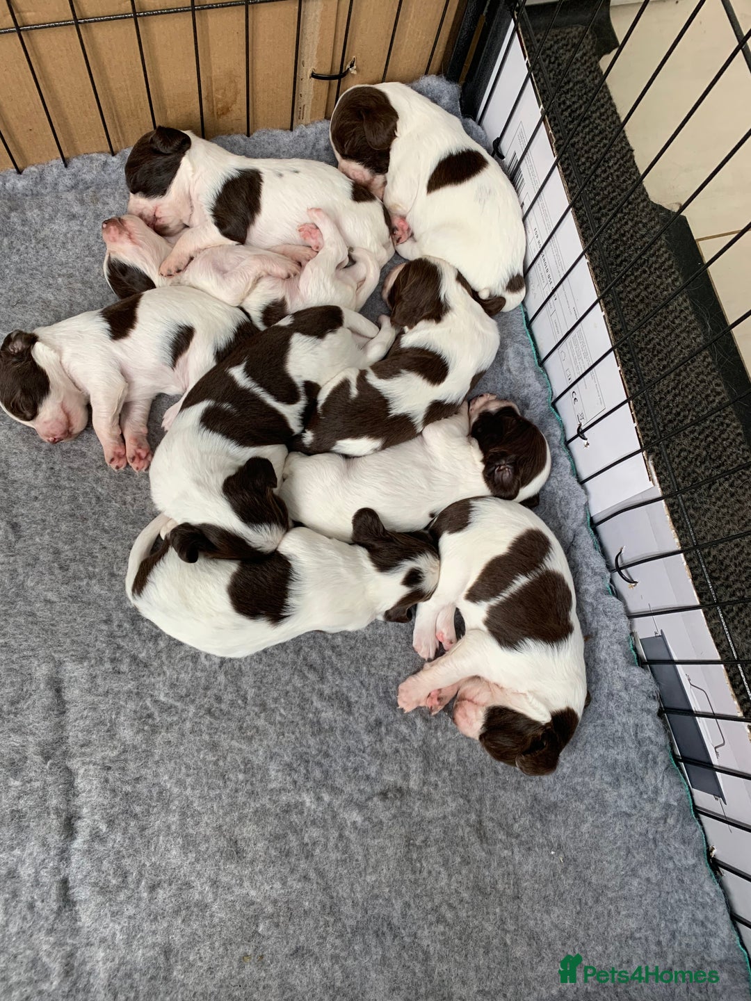 English Springer Spaniel dogs for sale: KC Reg English Springer Spaniel puppies - Image 3