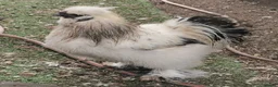 Chickens poultry for sale: Pair of silkie bantams  in Arundel - Advert 2