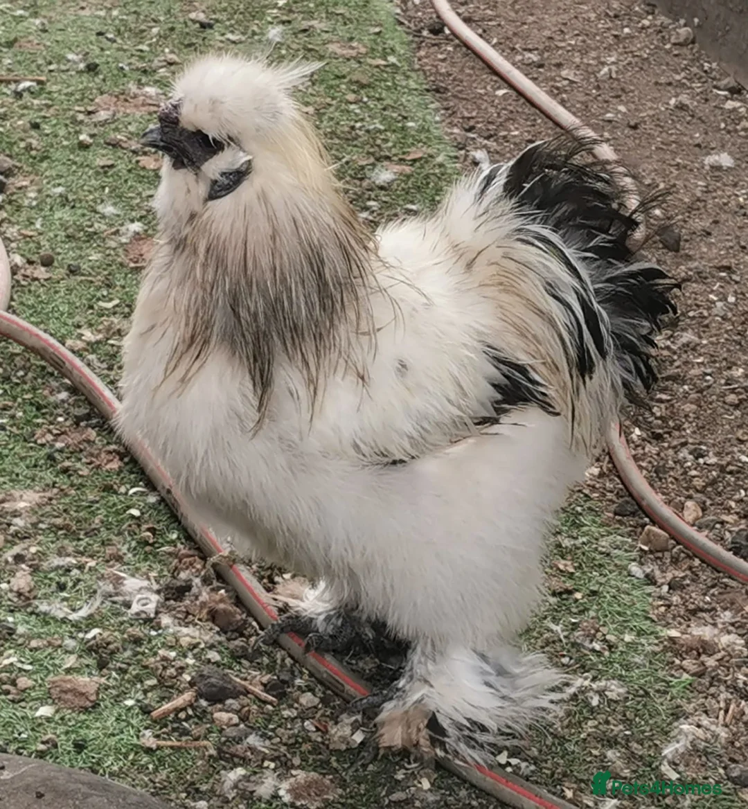 Chickens poultry for sale: Pair of silkie bantams  in Arundel - Advert 2