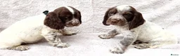 Cocker Spaniel dogs for sale: Cocker spaniel puppies. - Advert 11