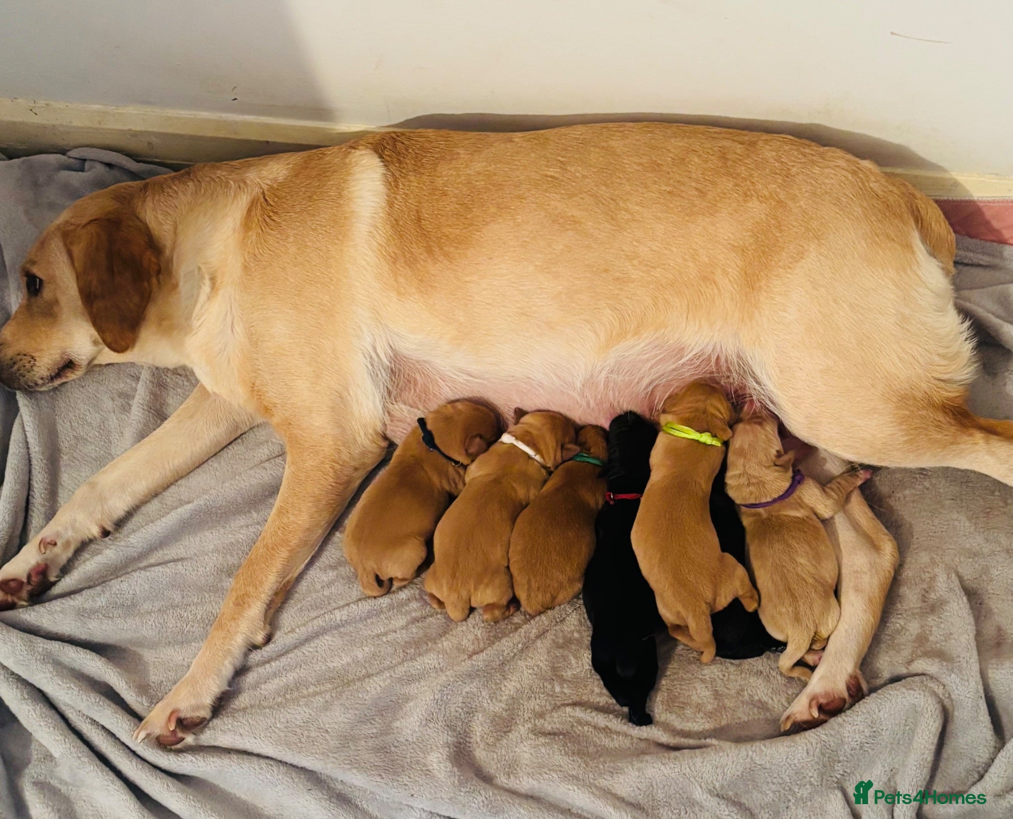 Labrador Retriever dogs Labrador puppies fox red black and golden litter  - Advert 4