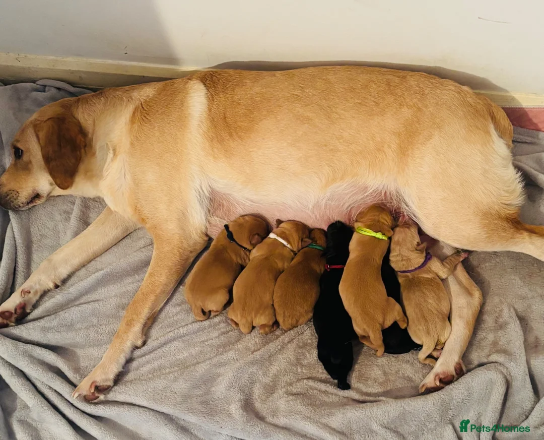 Labrador Retriever dogs for sale: Labrador puppies fox red black and golden litter  - Advert 1