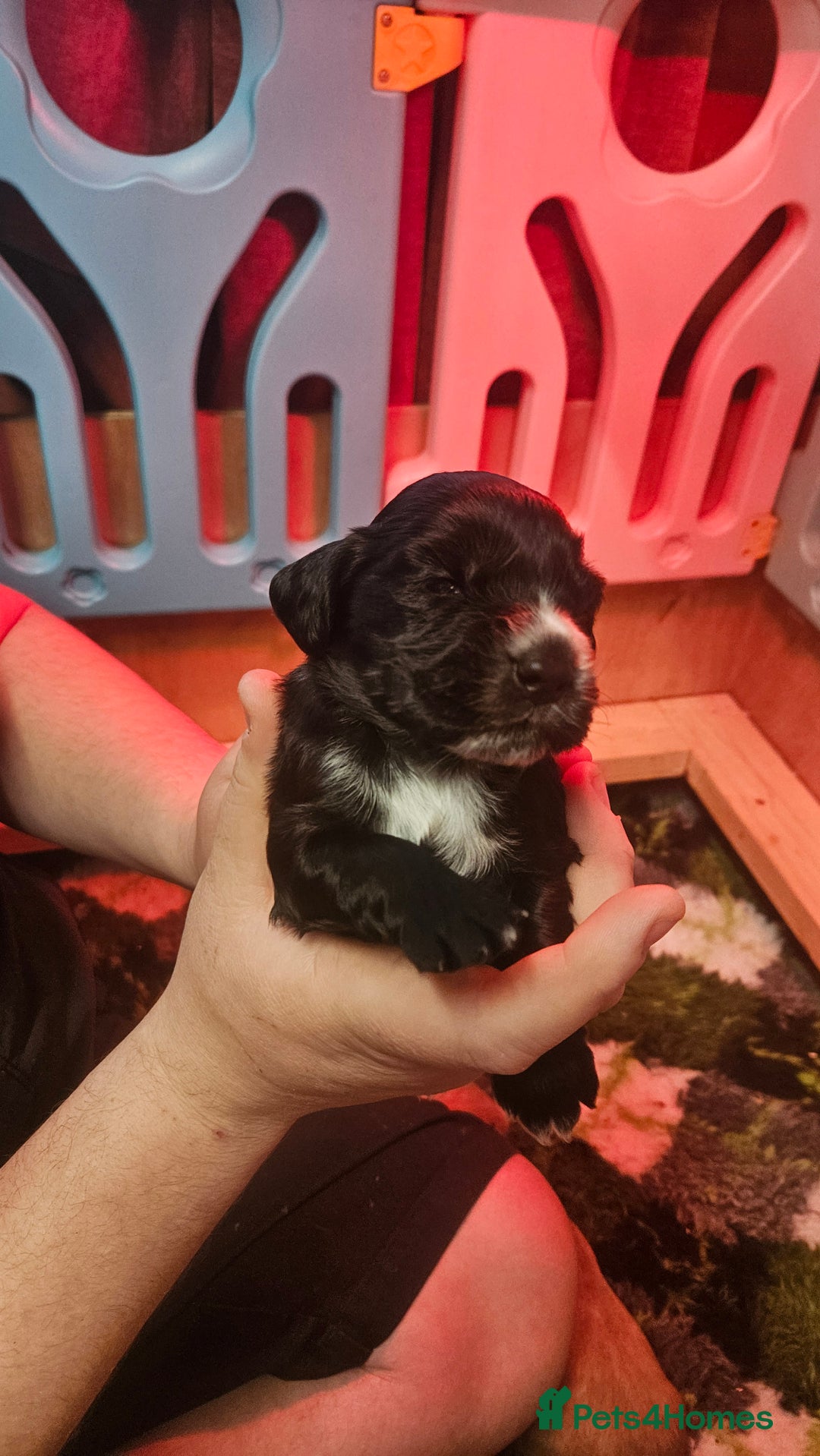 Cocker Spaniel dogs for sale: Beautiful cocker spaniel  - Image 11