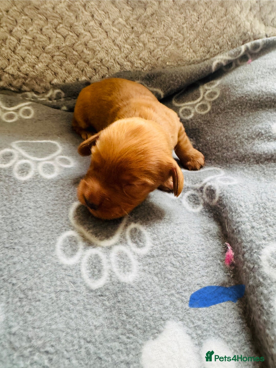 Cocker Spaniel dogs for sale: Red Cocker Spaniel Puppies - Image 33