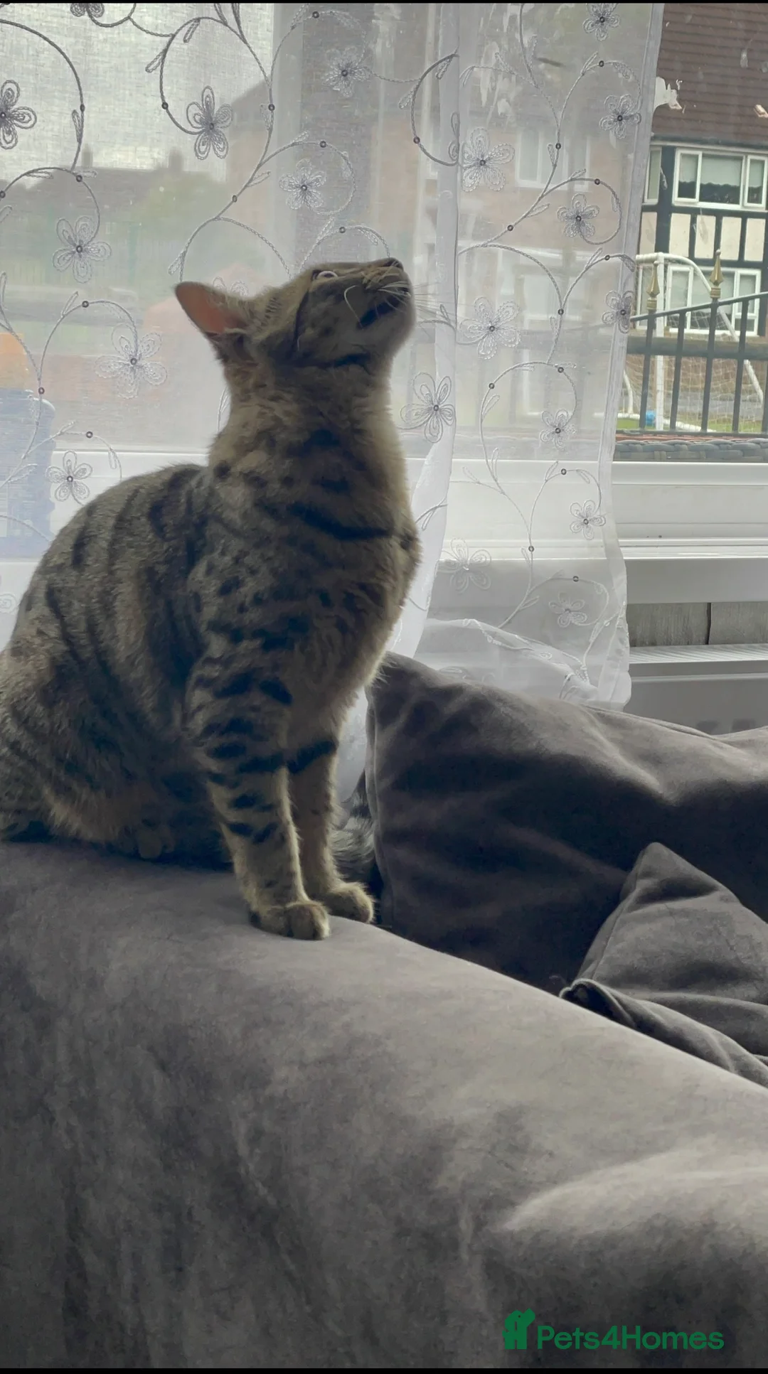 Mixed Breed cats for sale: Tabby bengal girl  - Advert 4