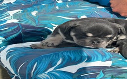 French Bulldog dogs for sale: Beautiful litter of French Bulldog Puppies! - Advert 6