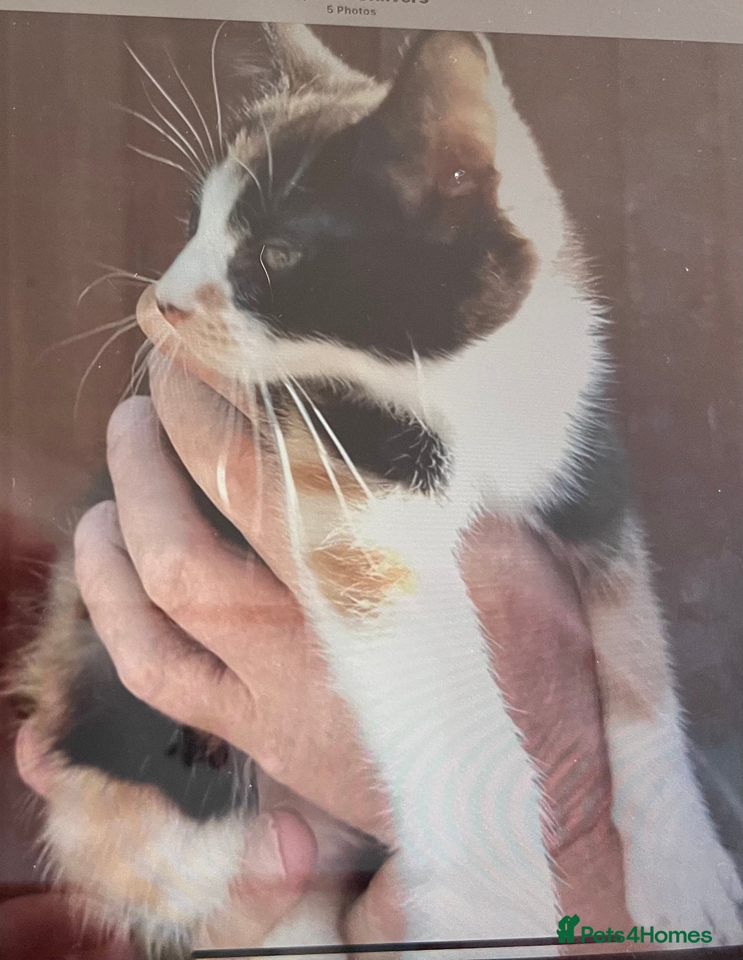 Mixed Breed cats for sale: Kittens - Image 7