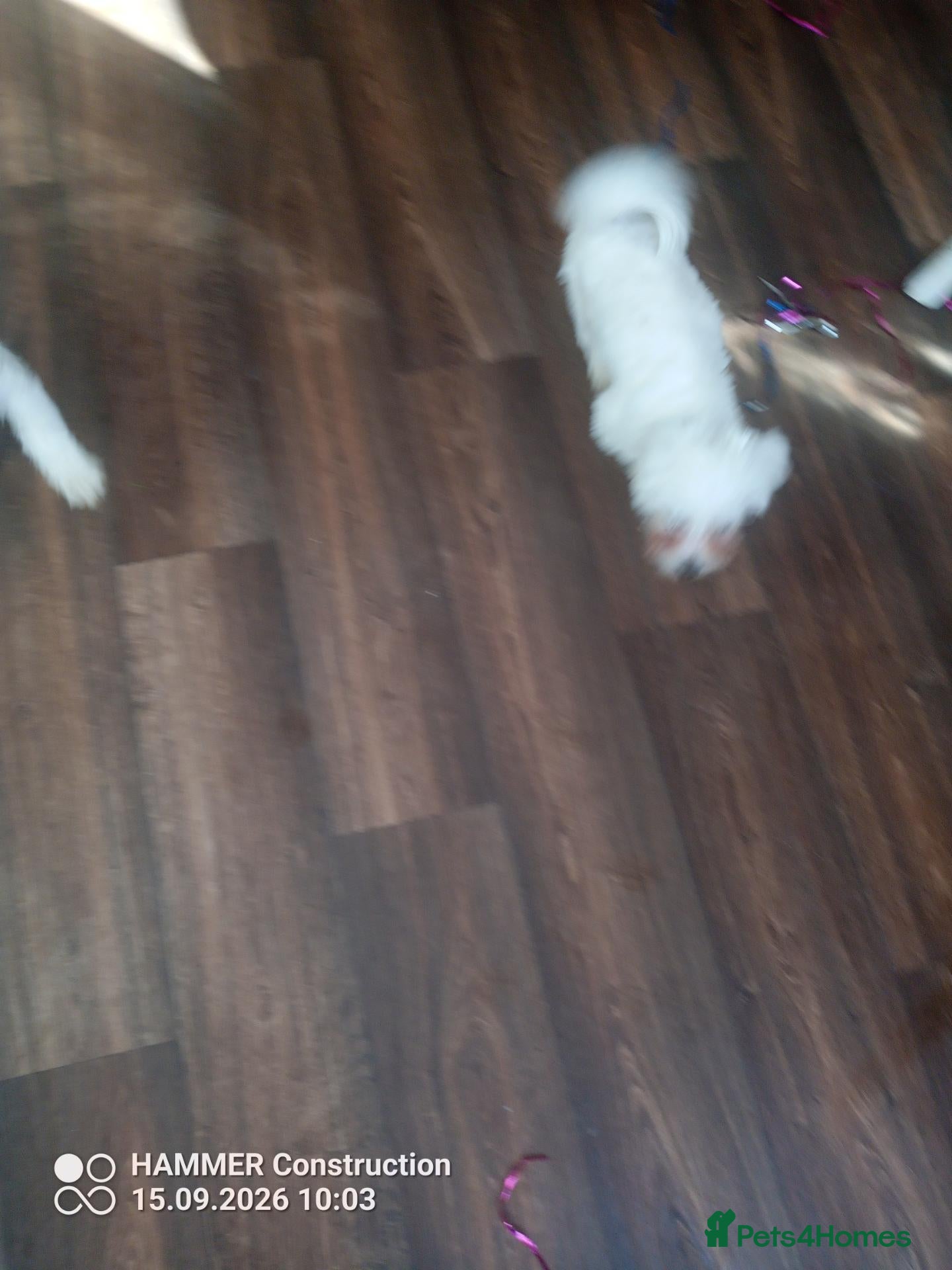 Maltese dogs  🐾 Beautiful Puppy Looking for  Home 🐾 - Advert 15