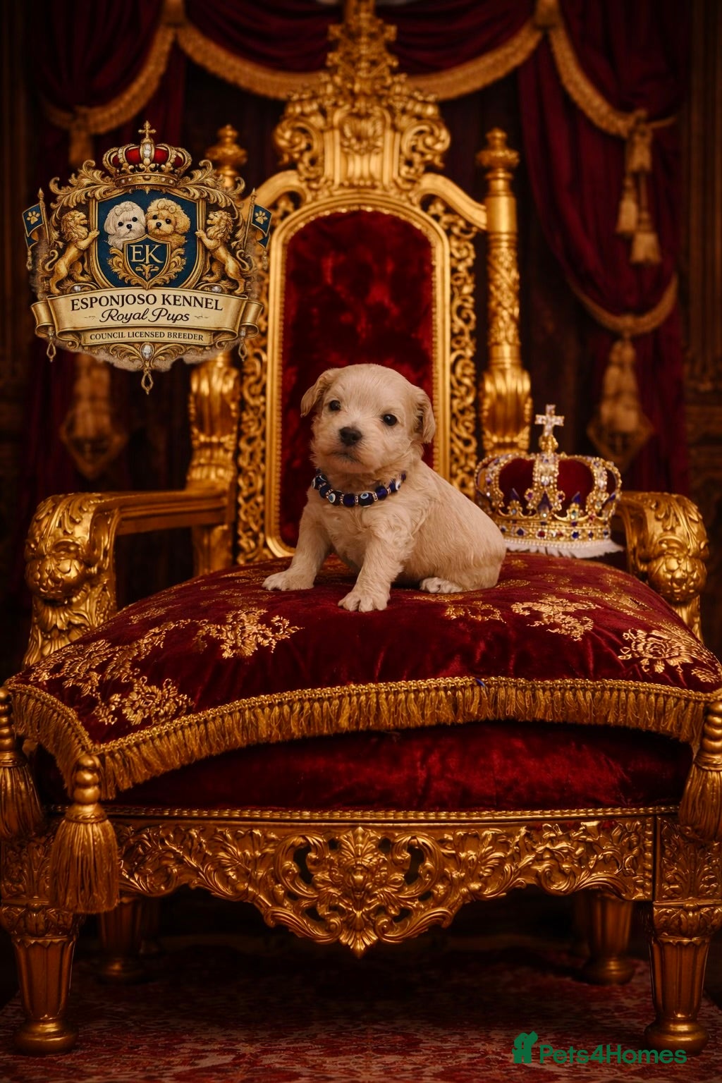 Maltipoo dogs 👑One in a Million F1 tiny Asian Maltipoo👑 - Advert 4