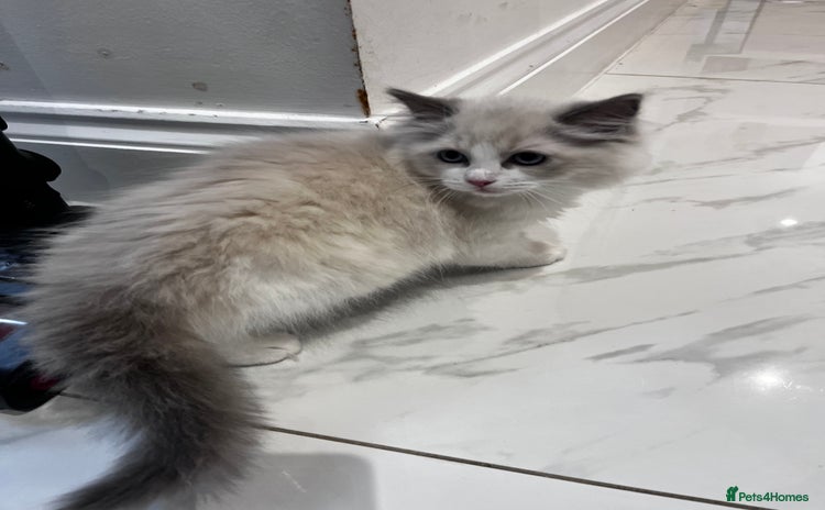 Ragdoll cats - Advert 11