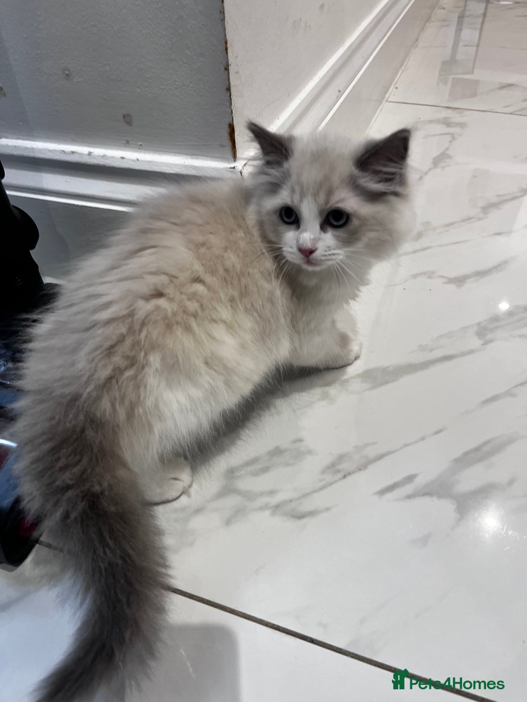 Ragdoll cats for sale: Ragoll Kitten - Image 1