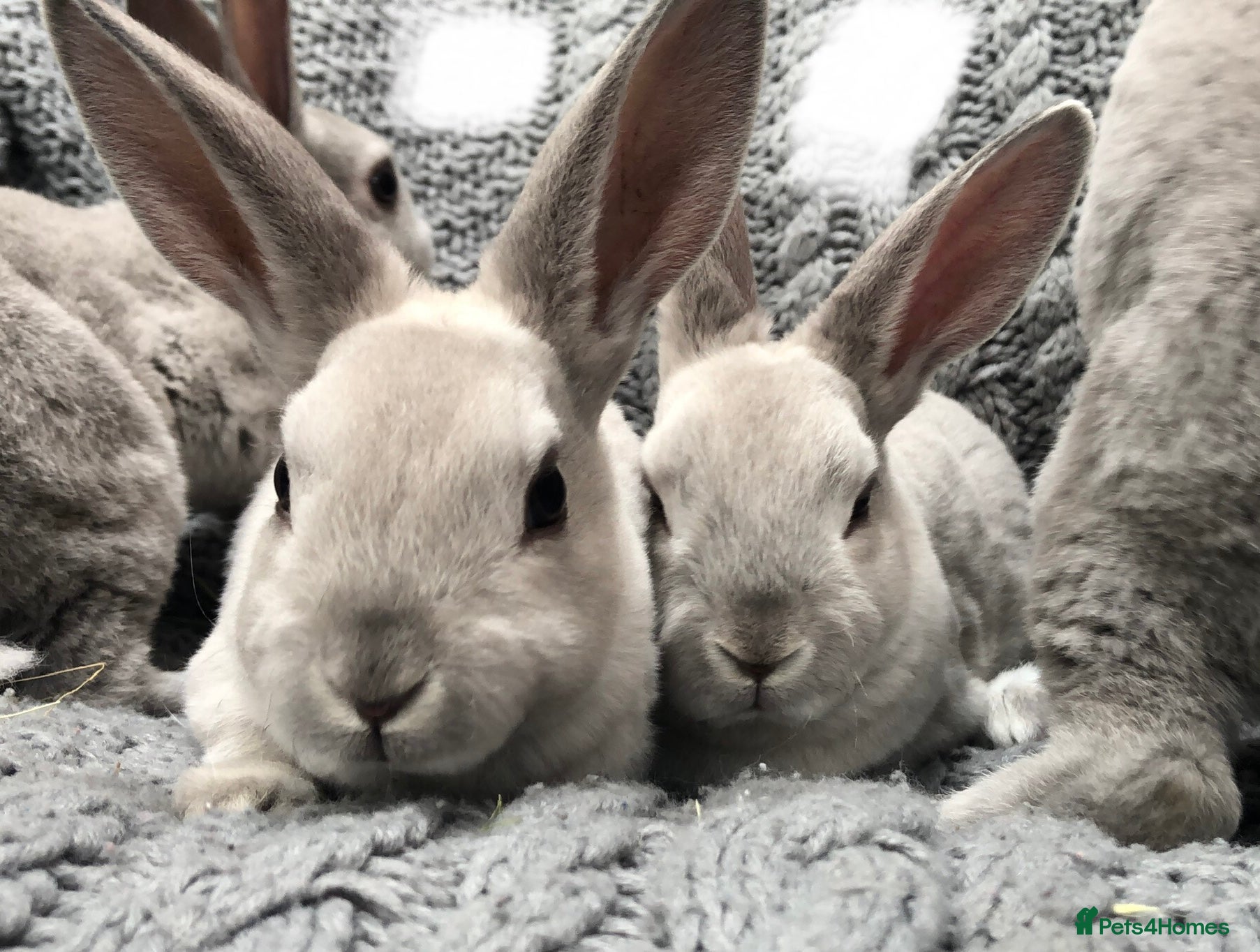 Rex rabbits Beautiful velvet mini Rex & Rex rabbits - Advert 16