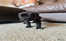 Mixed Breed dogs for sale: Four cane Corso and staff bullterrier mix.  - Image 20